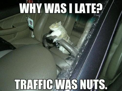 Picture a face on shot of a squirrel holding the steering wheel of a dark coloured car  as if driving it.

The caption reads: “WHY WAS I LATER TRAFFIC WAS NUTS. ” 

Credit: DDG find.