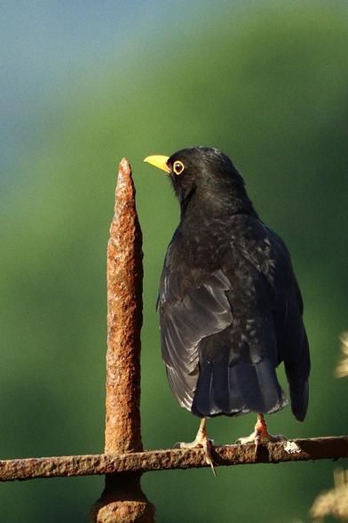 Viewed from behind, a blackbird perched on a rusty iron fence with its head turned to the left. It’s a hot sunny day