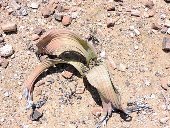 Das Bild zeigt eine Welwitschia mirabilis (Male) Pflanze in einer trockenen Wüstenlandschaft (Versteinerter Wald/Namibia). 
Ihre beiden langen, bandartigen Blätter breiten sich flach über den sandigen, steinigen Boden aus und wirken stellenweise vertrocknet. Umgeben ist die Pflanze von spärlicher Vegetation unter einem klaren, sonnigen Himmel – ein Hinweis auf das extreme Klima ihres natürlichen Lebensraums in der Namib-Wüste.