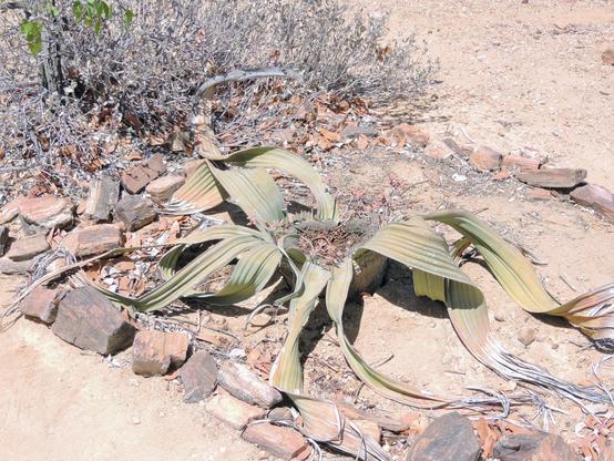 Das Bild zeigt eine Welwitschia mirabilis (Female) Pflanze in einer trockenen Wüstenlandschaft (Versteinerter Wald/Namibia). 
Ihre beiden langen, bandartigen Blätter breiten sich flach über den sandigen, steinigen Boden aus und wirken stellenweise vertrocknet. Umgeben ist die Pflanze von spärlicher Vegetation unter einem klaren, sonnigen Himmel – ein Hinweis auf das extreme Klima ihres natürlichen Lebensraums in der Namib-Wüste.
