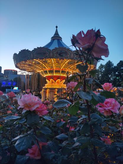 A fairground carousel, lit up against the dusk with pink roses in front in full flower.