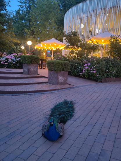 A male peacock sits on brick tiles. He has a  magnificent blue breast and green tail stretch full out on the ground behind. There are umbrellas lit up with fairy lots and a round glass fronted building behind