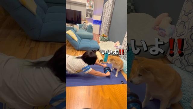 最近の日課😂🐶#柴犬 #チワワ #shorts