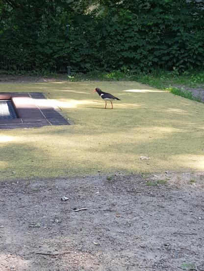 Foto eines Austerfischers. Ein Vogel der vor allem durch seinen langen, roten Schnabem auffällt