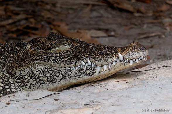Female Cuban crocodile at the zoo