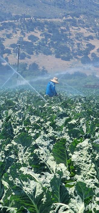 A worker irrigating a field