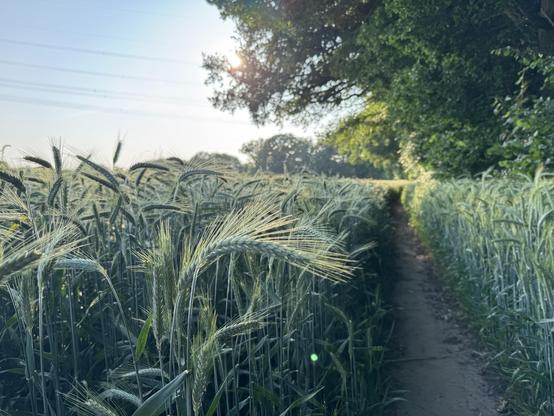 A pathway through a field of wheat, bordered by trees and illuminated by the evening sun. The scene captures a serene rural landscape with lush green crops and clear blue skies.