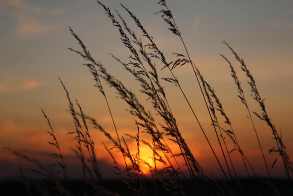 Im Hintergrund der Sonnenuntergang mit einem feurigen Abgang 😉. Im Vordergrund die Silhouette von ein paar hohen Gräsern.
Matzework