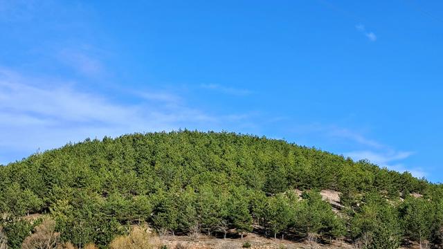 Picture of green hillside covered in numerous pine trees under clear, bright blue sky with wispy clouds