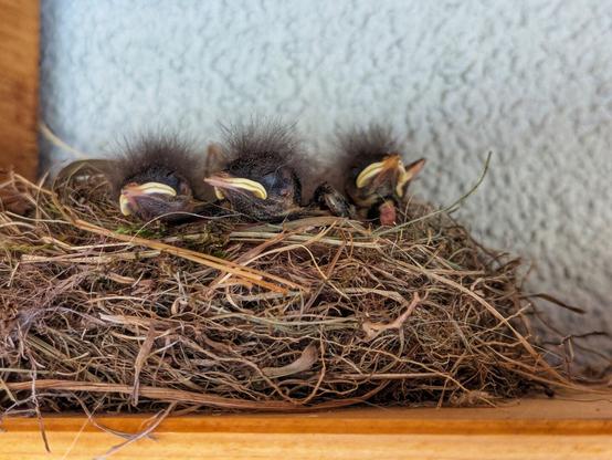 A close-up shot of four tiny, dark black redstart hatchlings nestled closely together in a rustic nest made of twigs and dried grass. Their bodies are covered in sparse, dark downy feathers, and their bright yellow beaks are prominently visible, open or slightly agape, suggesting they are awaiting food. The nest rests on a wooden ledge, with a soft, light-coloured background. The image intimately captures the vulnerable and dependent nature of the young birds.