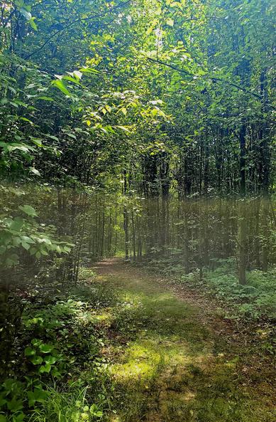 A footpath into the woods, glistening with filtered sunshine  through the tree leaves