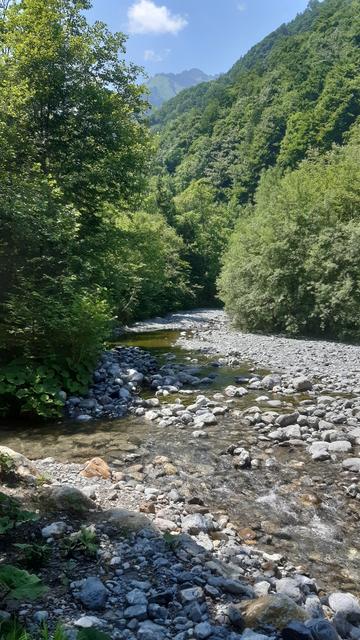 Bachbeet mit Bergwald