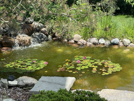 iPhone 12 Pro photo by Jenny Lam of four pink water lilies among lily pads in her family's backyard's mini pond