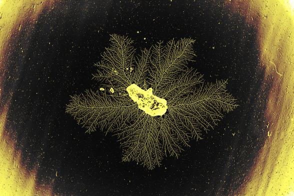 An image of a yellow fungus on a black background. An oval shaped fungus in the centre has grown networks which radiate out across its environment.