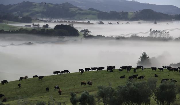 Cows in the mid distance on a green grassy slope with fog in low areas out into the distance where much larger hills rise. The fog makes it look like the low areas are lakes