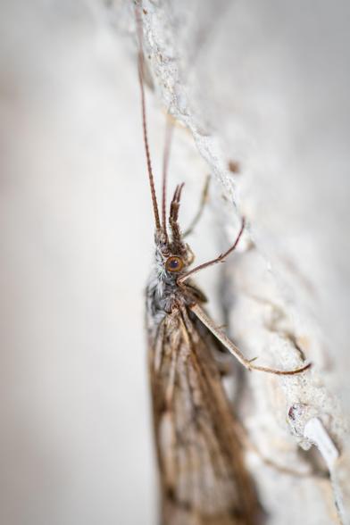 Close up shot of the head of a Caddisfly
