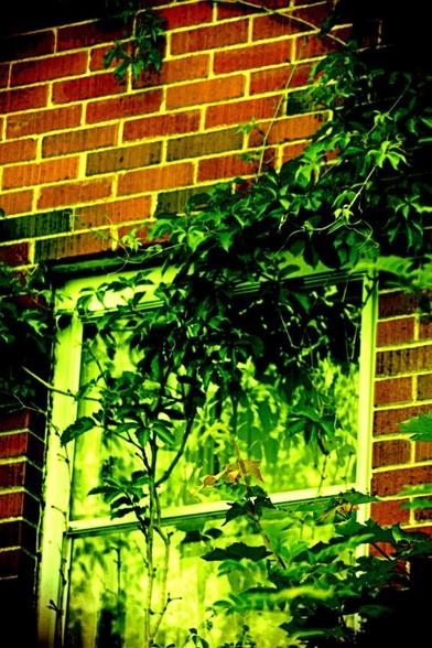 Medium close-up of a window partially covered in ivy has a deep retro colour and tones. Digital manipulation produces an art illustration quality to the image.