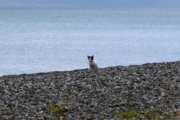 Photo of a cat sitting on a pebble beach.