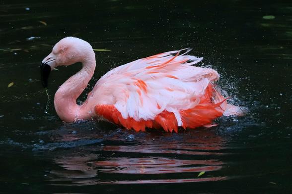 Ein sich schüttelnder Flamingo. Einige Wassertropfen umgeben ihn.