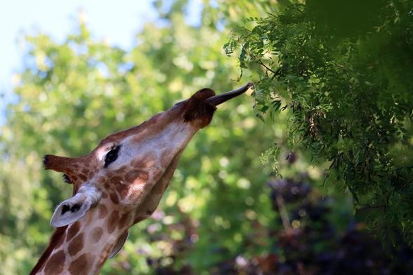 Eine Giraffe streckt die Zunge nach Blättern an einem Baum aus.