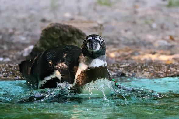 Ein Pinguin geht ins Wasser. Wasser spritzt hoch. Er schaut in Richtung Kamera.