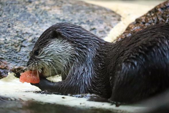 Ein Otter hält ein rotes Stück Fisch (?) in seinen Pfoten.