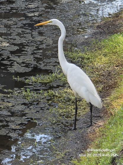 Very tall, bright white bird with skinny black legs and a yellow beak standing at the edge of a pond.