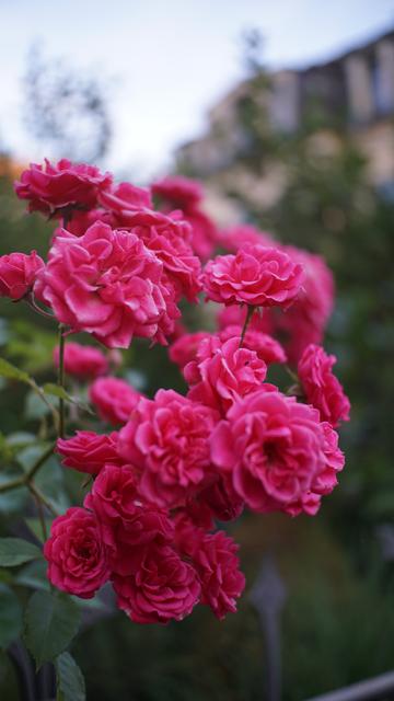 Rosaroter Rosenstrauch