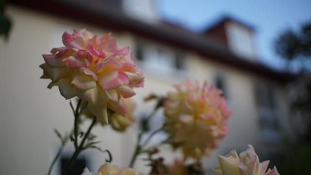 Lachsfarbene Blüten