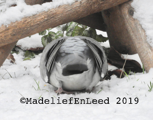 Een achterkant van een houtduif in de sneeuw. De houtduif zit een soort van gebukt onder een vogelvoederhuisje.