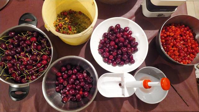 Des cerises Napoléon et des griottes dans des saladiers sur une table. Certaines sont tout juste cueillies, d'autres déjà lavées et dénoyautées