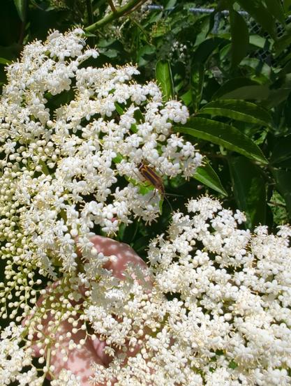 Closeup on a cluster of white (Sambucus canadensis) flowers, some open and some not quite yet. A hand is somewhat visible behind the flowers, holding them still for the photo. There are long pointed leaves and stems visible in the background. Sitting on the flowers is a small black and orange (Chauliognathus marginatus) beetle.