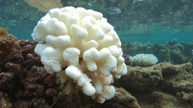 #News: Corals in Crisis 🪸🌊🫧 with 84% of the world’s #coral #reefs are experiencing the worst bleaching event on record, driven by #climatechange and record ocean temperatures. 🌊 Urgent #ClimateActionNow needed  📢 Save our #Oceans https://apnews.com/article/coral-reef-bleaching-climate-change-fdbeddf7ae3ccc9d7cf85d1c3267e581?utm_source=mastodon&utm_medium=Palm+Oil+Detectives&utm_campaign=publer