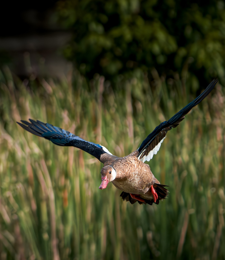 A duck prepares to land on water.