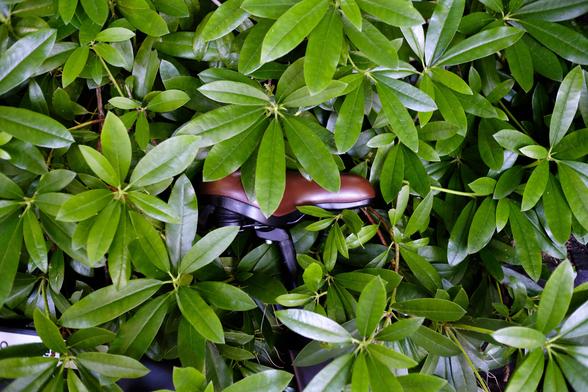 Brown bike saddle hidden behind rich green leaves