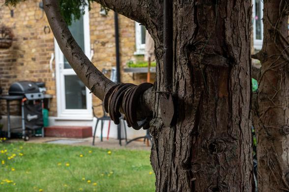About a dozen horseshoes (with varying levels of rust/wear) are hooped over a branch of a tree in a back garden.