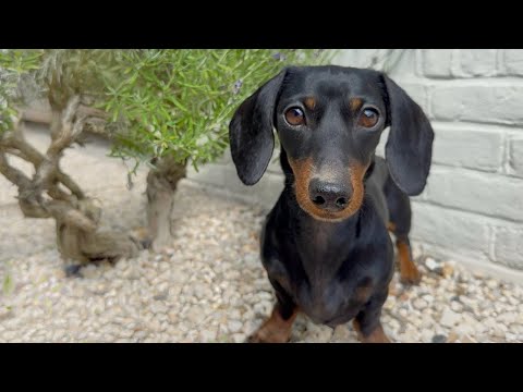 Dachshund dog stands next to a small shrub in an outdoor garden