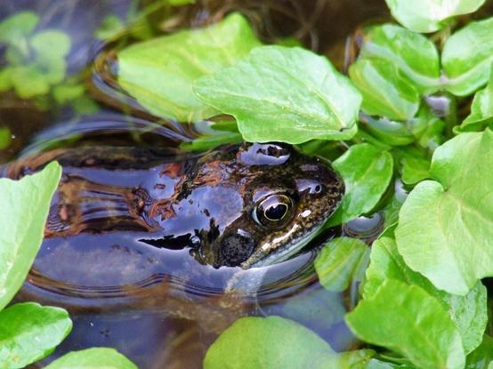 A Rana temporaria with dark brown skin mottled with black is lying in the water with just its eyes and mouth above the surface. It is looking towards the right of the picture. The water over its back is acting like a mirror reflecting the sky. Bright green watercress leaves surround the frog's head.