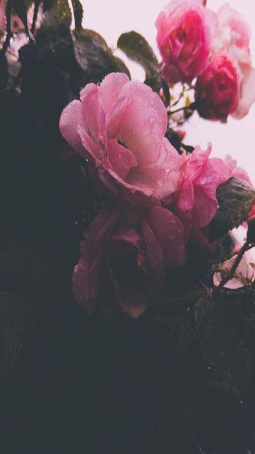 pink roses, covered in dew, against a dark background of foliage and a bright sky