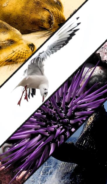 Four images arranged vertically to resembling the nonbinary flag. From the top are seals, a seagull, a purple urchin, and a whale.