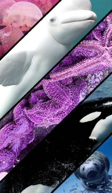Five images arranged to resemble the genderfluid flag. From the top is an image of a jellyfish, a beluga whale, starfish, an orca, and a seal.
