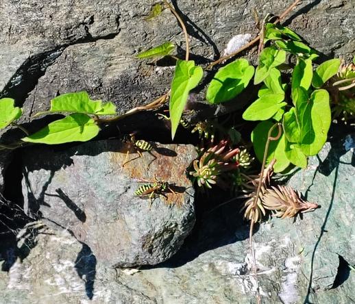 Close up of the entrance of a void in a rock wall. Several yellowjackets are sitting on the rocks surrounded by sedums and morning glory.