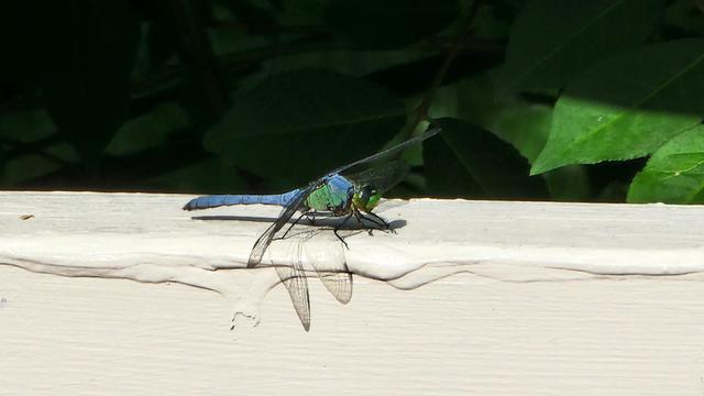 The image features a dragonfly perched on a white wooden surface. The dragonfly has a predominantly blue body with a greenish hue on its thorax and a long, slender blue tail. Its wings are transparent with a slight iridescence, and they are partially spread, showcasing their delicate structure. The background is blurred, with green leaves visible, suggesting a natural setting. The lighting is bright, highlighting the dragonfly's vibrant colors and the texture of the wooden surface. The dragonfly's position on the edge of the surface creates a sense of balance and stability.