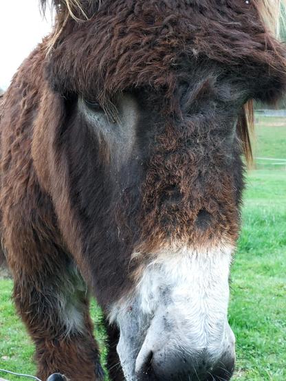 Detail of a donkey's head, view of the bridge of the nose and forehead. The fur is reddish-brown and grey, around the eyes and mouth soft white. The redbrown hair is curly and invites you to touch it and scratch the donkey's nose...

Ausschnitt vom Kopf eines Esels, Blick 
auf Nasenrücken und Stirn. Das Fell ist rotbraun und grau, um Augen und Maul herum ist es weiß. Das rotbraune Haar ist gelockt und lädt zum Kraulen ein...