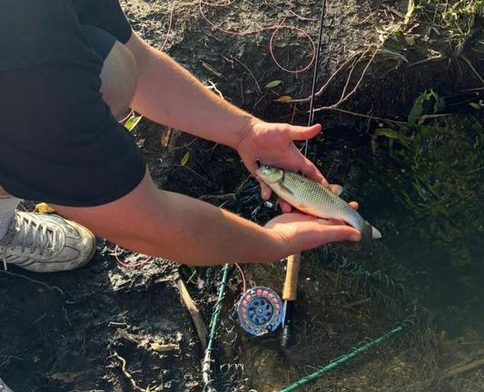 Couple of chub from an urban river - London