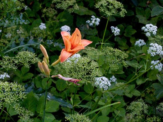 Photography of a background of green leaves, very light green fruit stands and white blooming earlier states photobombed from the left side by an unknown plant blooming in yellowish-red color with three inner and three outer sharp triangle counterstanding petals. On the uppmost petal sits a small insect. There is one faded below the main bloom and four very light rosa buds to come pointing to the left side of the picture. The focus point is behind the petals making them slippery to look at.