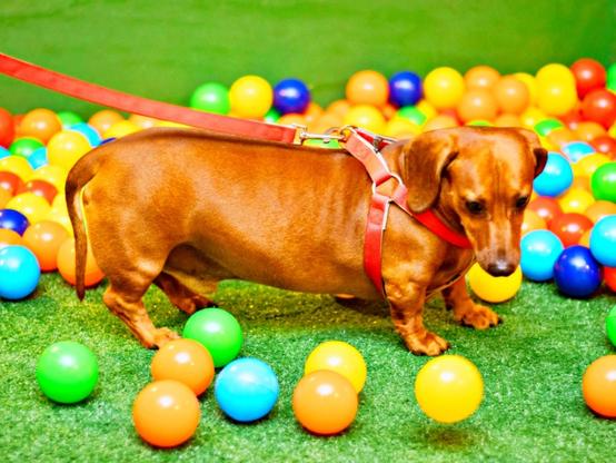 'São João Pet' e apresentações movimentam último fim de semana do arraial indoor do Rio Anil Shopping: atrações tradicionais e atividades alternativas reúnem todos os públicos; veja programação completa