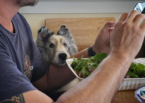 A dog lays his head on the arm of a human. The human is looking at a phone, but the dog is begging for some salad.