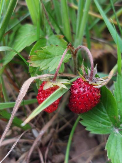 You may hide but I'll find you !!
Two wild strawberries, hidden under green leaves.

Zwei Walderdbeeren, verborgen unter Blättern
