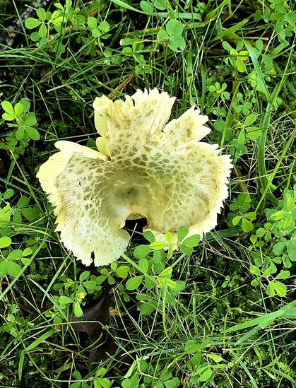 White waxcap mushroom.